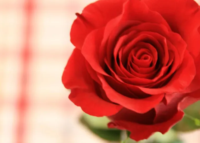 Appartamento Gaestehaus Alpin